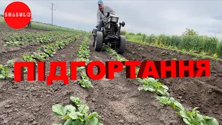 Підгортання картоплі 2024 мототрактором зробленого з мотоблока