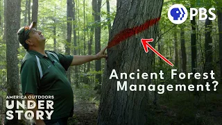 Can Ancient Wisdom Save the Forests?