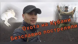 Охота на Кубани. Безславно постреляли