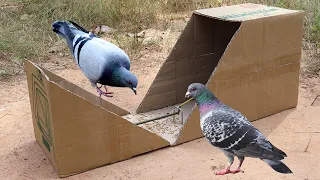Technique Bird Trap Easy | Creative Unique Quick Pigeon Trap Using Paper Box