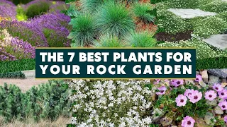 Top 7 Best Plants for a Rock Garden 🌻🌿🌸 // Rock Garden Landscaping Ideas