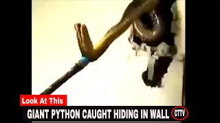 A GIANT PYTHON Snake Hid in the Walls