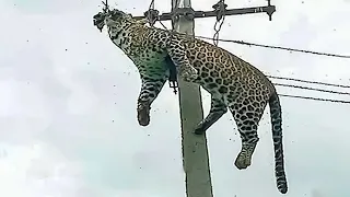 Insane Moments Animals Get Electrocuted