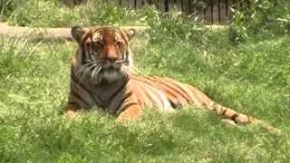 Beautiful Tiger at Tulsa Zoo