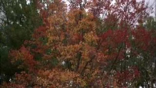 Earth Drum - South Wind Meeting - David & Steve Gordon