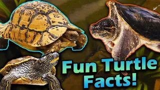 Meet all of our Turtles! (Fun facts time!)