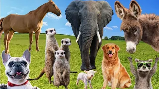 Sounds of Wildlife animals: cats, dogs, horses, squirrel, elephant, Monkey, cow, chicken, Duck..