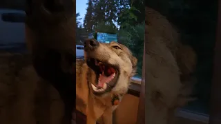 The Happy Honey Howl! Wolf Duet! #wolfdog #wolfpup