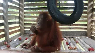 Baby Orangutan Rescued After Four Years In Captivity