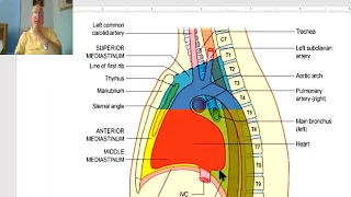 Anatomy CVS Module in Arabic 22 ( Inferior mediastinum) ,  by Dr, Wahdan