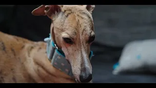 Whippet and Galgo are having fun I 4K