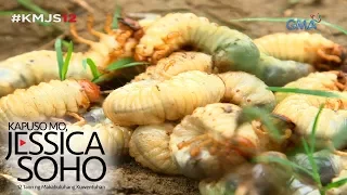 Kapuso Mo, Jessica Soho: Pinoy exotic foods, yummy o yucky?