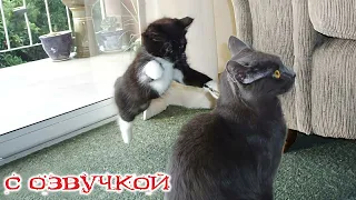 Приколы с котами! С озвучкой! СМЕШНОЕ ВИДЕО ПРО КОТОВ! Смешные животные! ТЕСТ НА ПСИХИКУ!