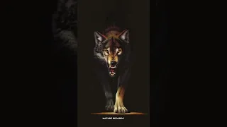 Scary Wolf Growl Sound