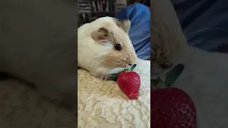 Морская свинка Бэтти ест клубнику guinea pig eats strawberriesstrawberry