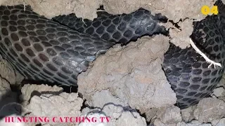 Dig a cave to catch snakes episode 04: Cobra 3kg| Hunting Catching TV
