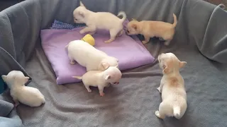 Tiny White Chihuahua howls and cries