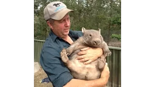 What is a Wombat?