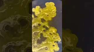 Living slime Timelapse microscope!