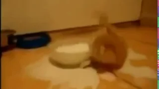 Котенок разлил молоко