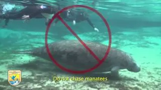 Crystal River Refuge's "Manatee Manners" for Swimmers