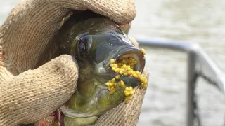 Egg Collecting Tilapia