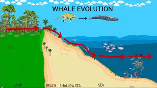 Evolution of whales