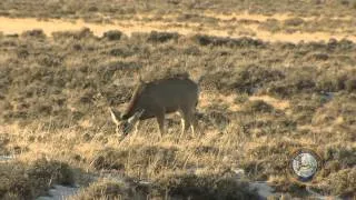 Drought Could Mean Tough Winter for Wildlife