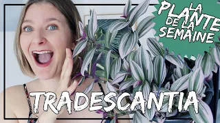 🌿 La Tradescantia Nanouk (misère) : conseils d'entretien, arrosage... #laplantedelasemaine​​​