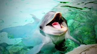 Funny and Cute Dolphins 🐬😹 Funny and Amazing Dolphins (Part 2) [Funny Pets]