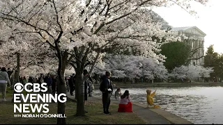 Cherry blossoms reach peak bloom in nation's capital