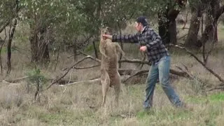 The Heartbreaking Reason Why The Man Who Punched A Kangaroo Was In The Outback