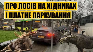 Про лосів на хідниках і платне паркування