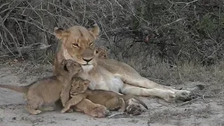 SafariLive-  Nkuhuma lioness  Purple Eye with her 3 cubbies!!