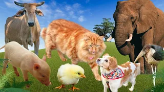 Baby farm animal moments:sheep, pig, cow, stork, dog, cat,parrot - Wild Animals Sounds