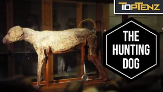 10 Incredible Mummified Animals