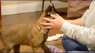 Belgian Malinois—Mishka—8 weeks old "Desensitizing"