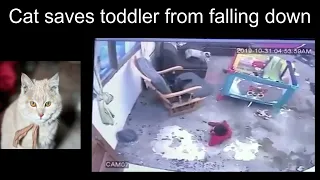 Cat Saves Toddler from Falling Down the Stairs | Cat Saves Baby from Falling Down | Cat Saves Owner