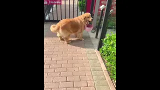 High IQ golden retriever opens the electric gate of the community😇