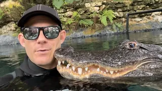 Casper the friendly alligator boops my face-is he my pet?!