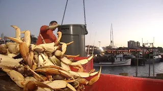 Commercial Dungeness crab season delayed. Here's why and when it might start