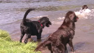 Flatcoated Retrievers