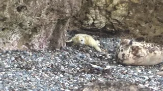 seal pup, Angel Bay, Llandudno, October 2021