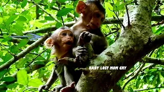 Baby Monkey Lost Mom Crying On Tree, Why Today all Female Monkeys Give Up & Leave Their Babies?