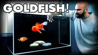 MAKING a *FANCY* GOLDFISH AQUARIUM! Ranchu & Oranda | MD Fish Tanks