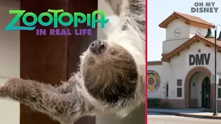 Zootopia Sloth DMV in Real Life | IRL by Oh My Disney