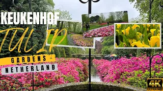 Keukenhof Tulip Gardens | 4k UHD | Flowers Paradise | Amsterdam Netherlands