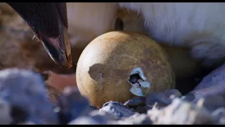 Disney's Nature Penguins Movie Clip