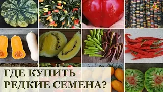 Где купить редкие семена? / Кейл, баклажаны, томаты, перец для гриля