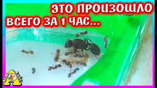 Что произошло с муравьями всего за час?! / Алиса Изи Петс / Alisa Easy Pets